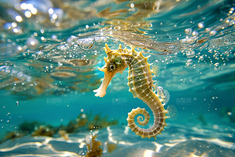 海马保护动物海底素材