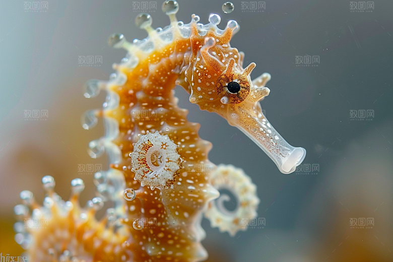 海马环保保护动物素材