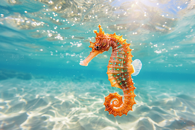 海马海洋生物高清素材