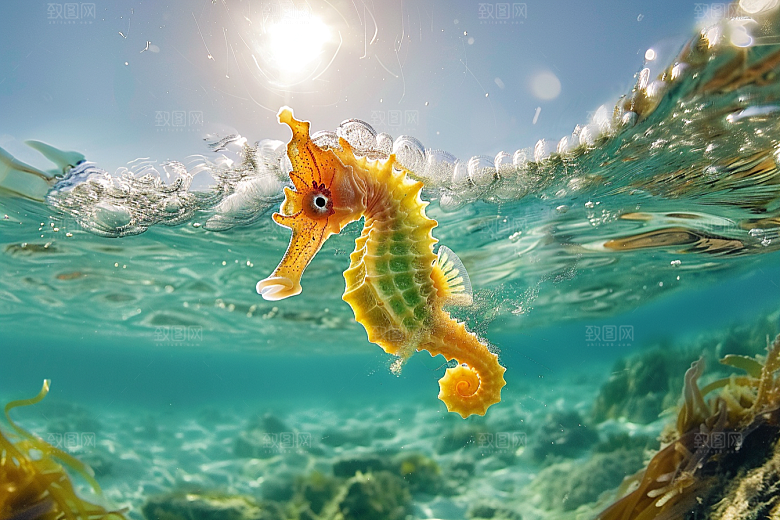 海马生态海底素材