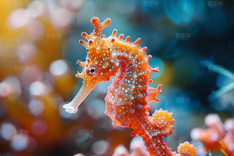 海马海洋生物海底素材
