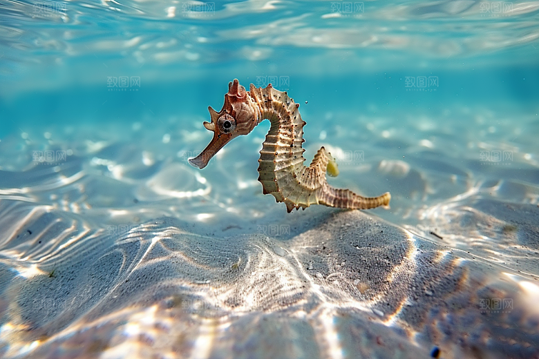 海马海洋生物大海素材