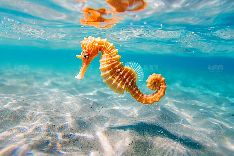 海马生态保护环境素材