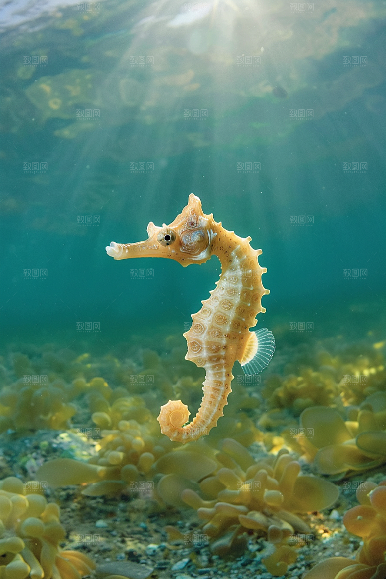 海马海底高清素材