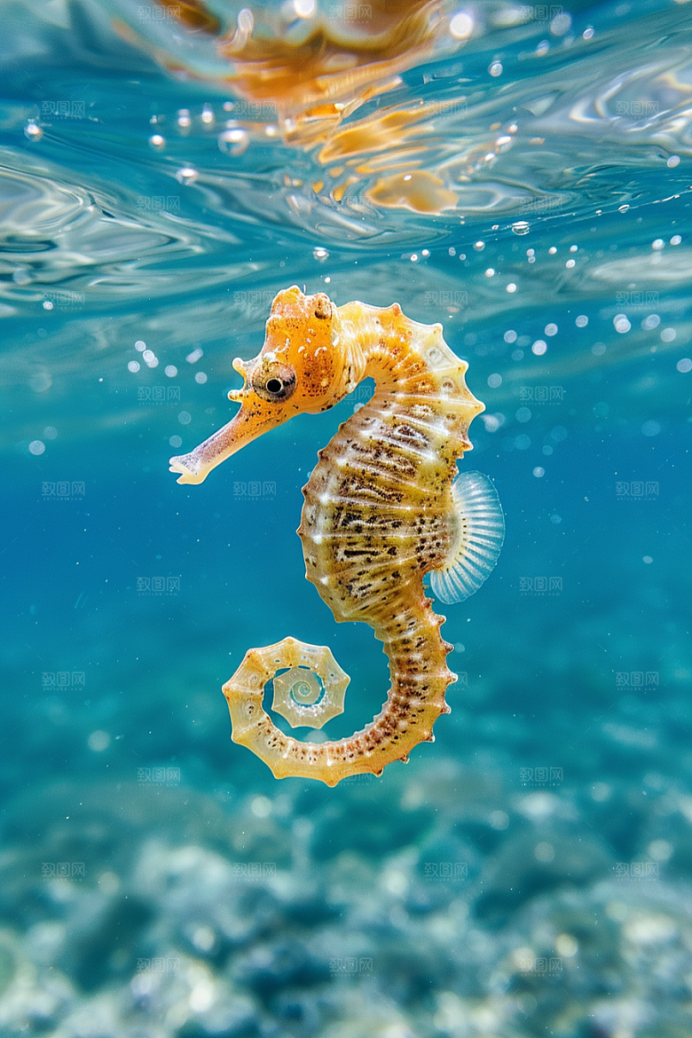 海马保护环境大海素材