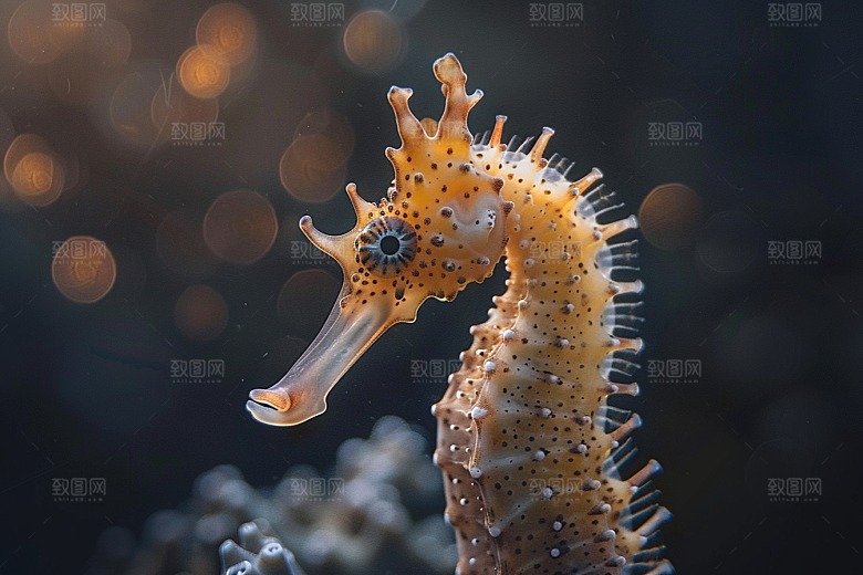 海马海洋生物珊瑚礁素材
