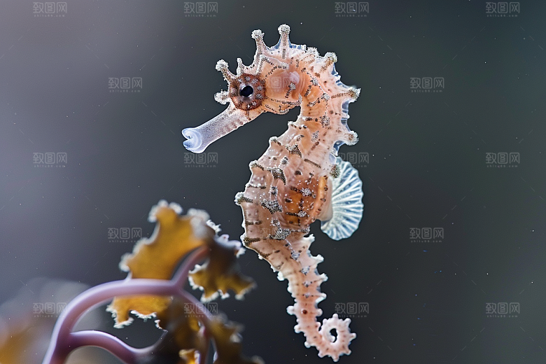 海马珊瑚礁环保素材