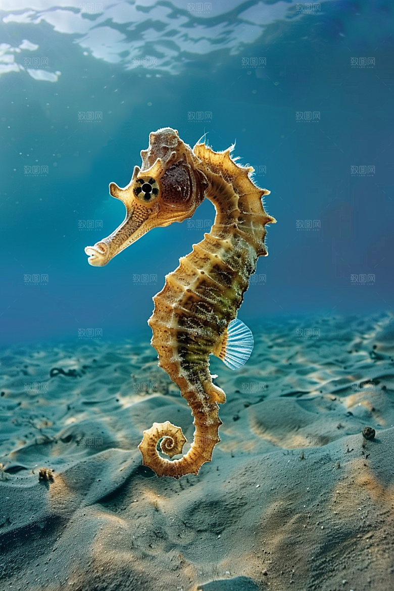 海马海底生态素材