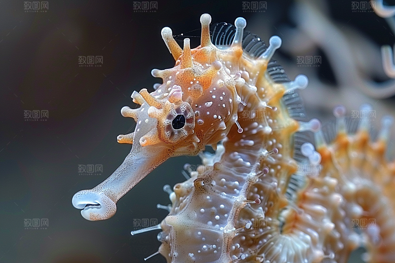 海马高清保护动物素材