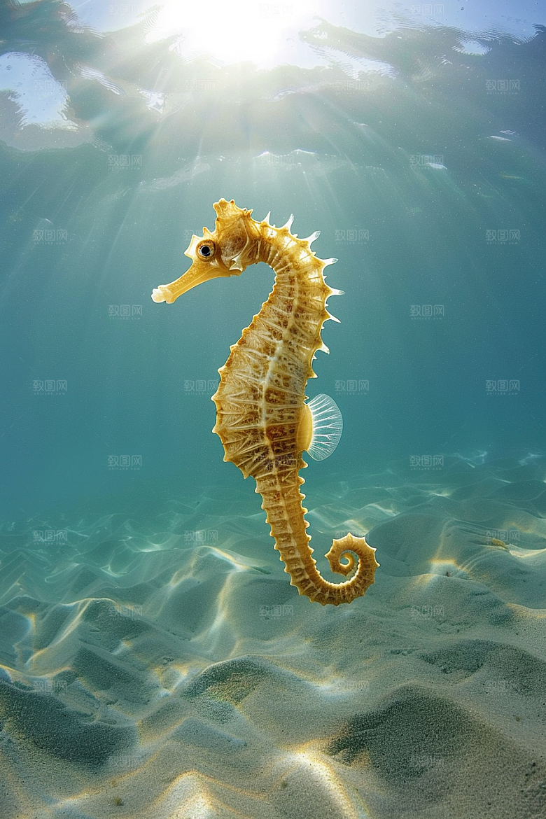 海马保护环境保护动物素材