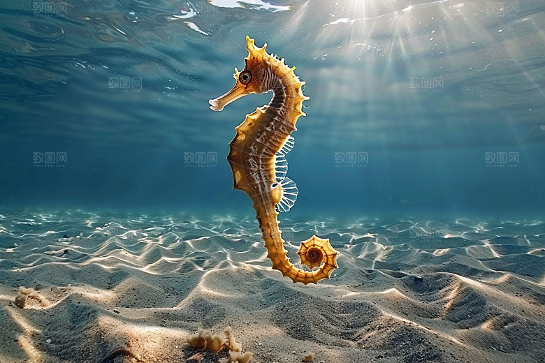 海马自然大海素材