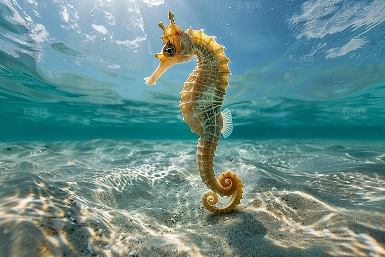 海马自然高清素材