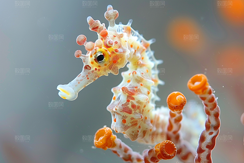 海马保护动物保护环境素材