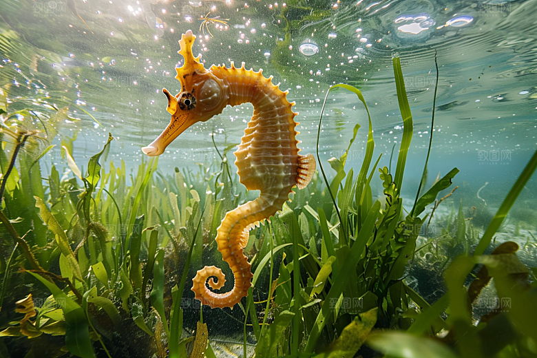 海马高清自然素材