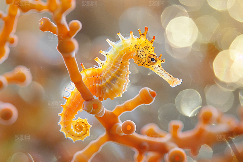 海马珊瑚礁海洋生物素材