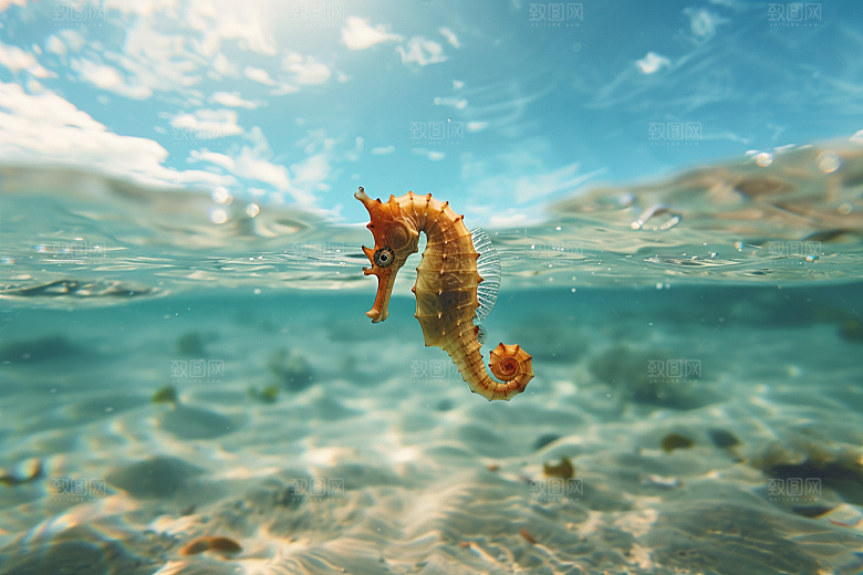 海马保护动物海底素材