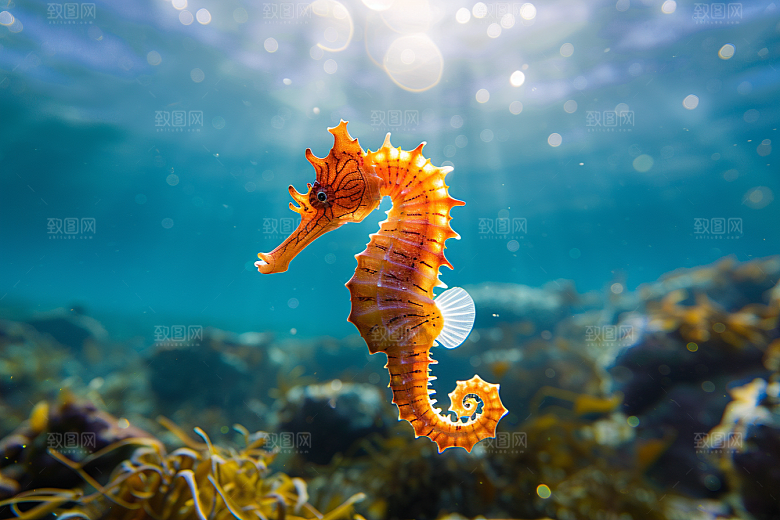海马珊瑚礁海洋生物素材