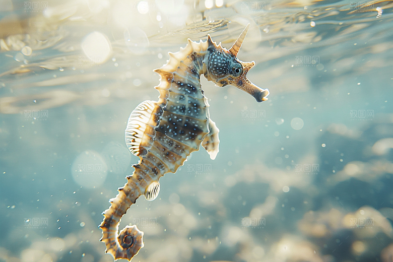 海马海洋生物大海素材