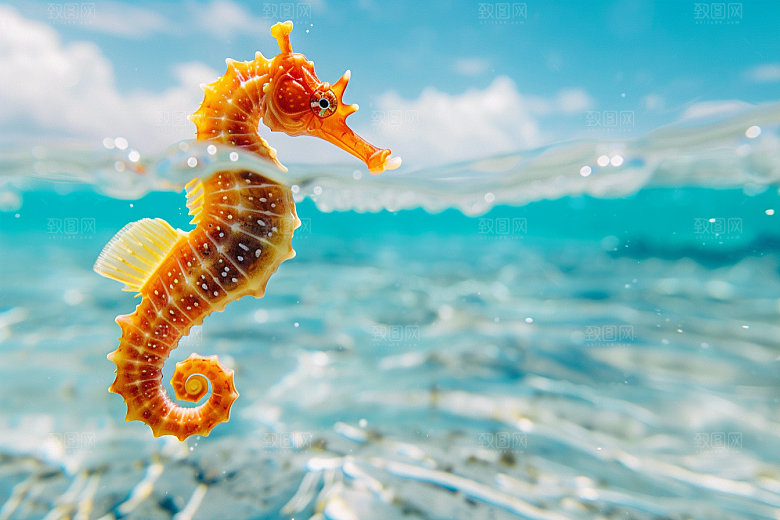 海马环保保护动物素材