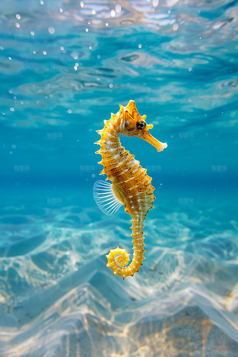 海马生态保护动物素材