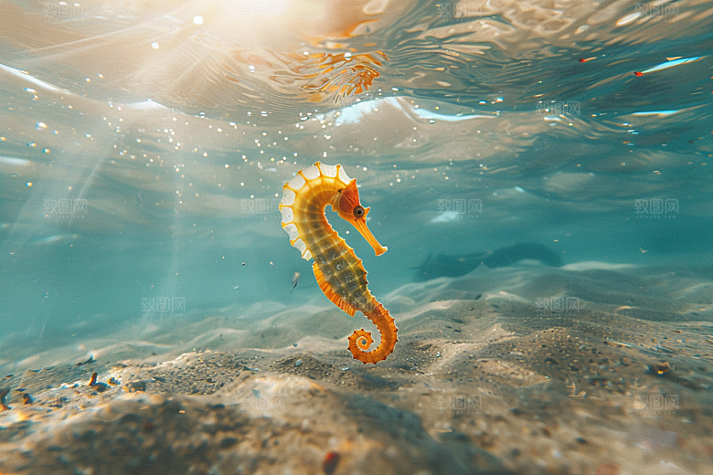 海马生态大海素材