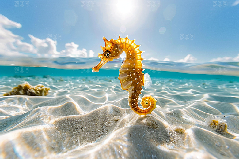 海马大海海洋生物素材