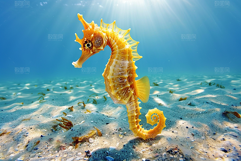 海马自然海底素材