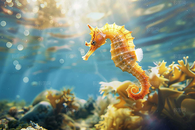 海马保护环境大海素材