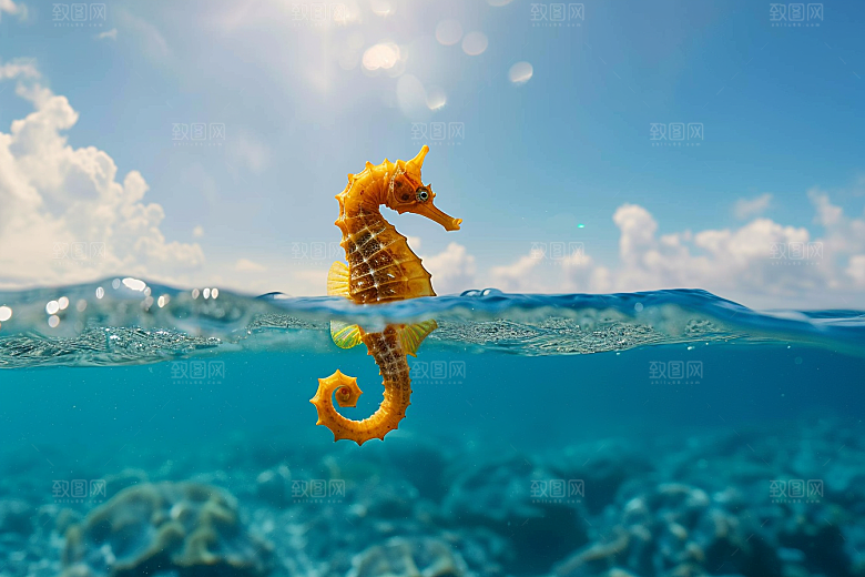 海马保护动物海底素材