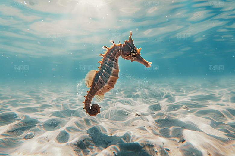 海马海洋生物高清素材