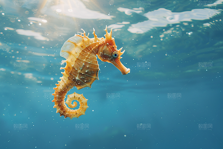 海马自然大海素材