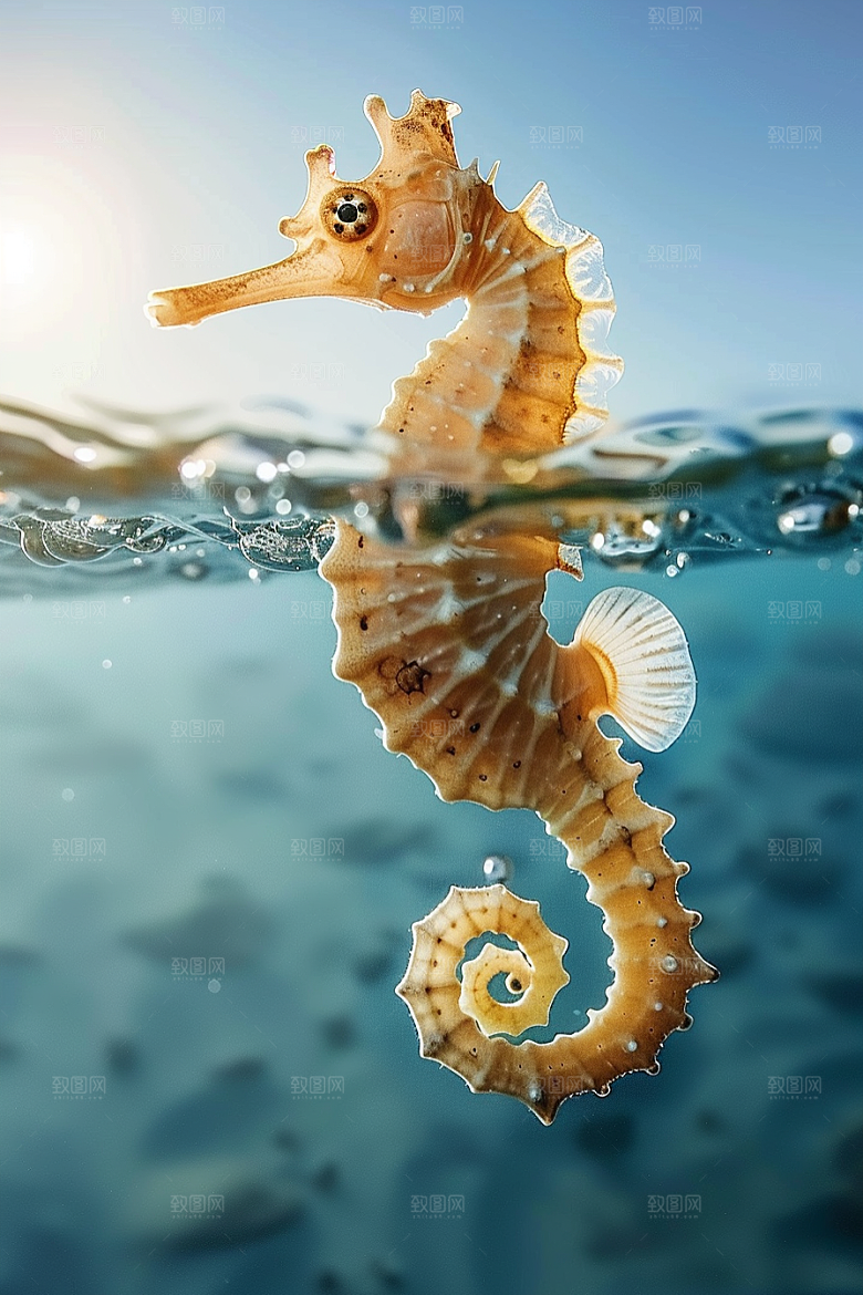 海马海底保护环境素材