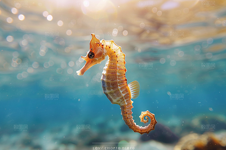 海马高清环保素材