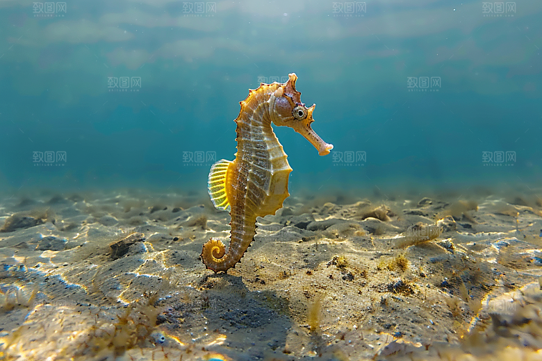 海马大海保护环境素材