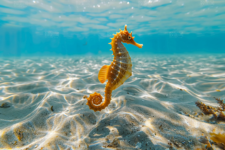 海马生态海底素材