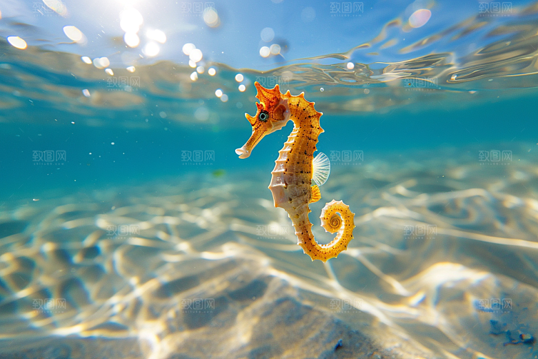 海马生态环保素材