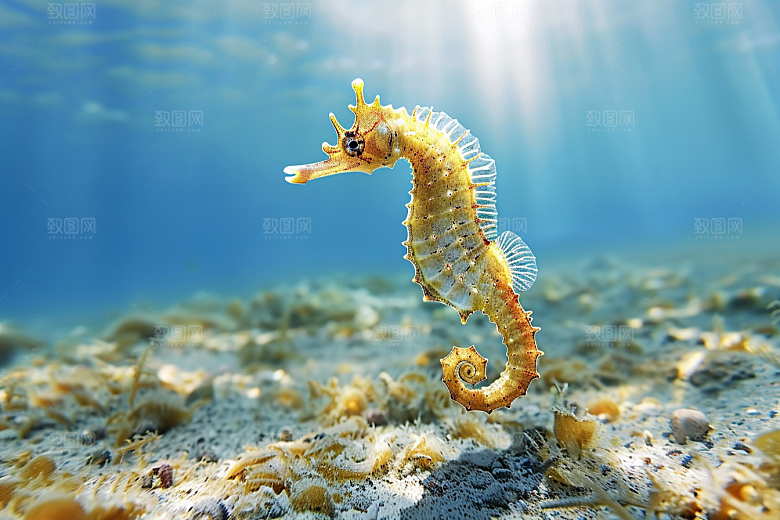 海马珊瑚礁保护动物素材
