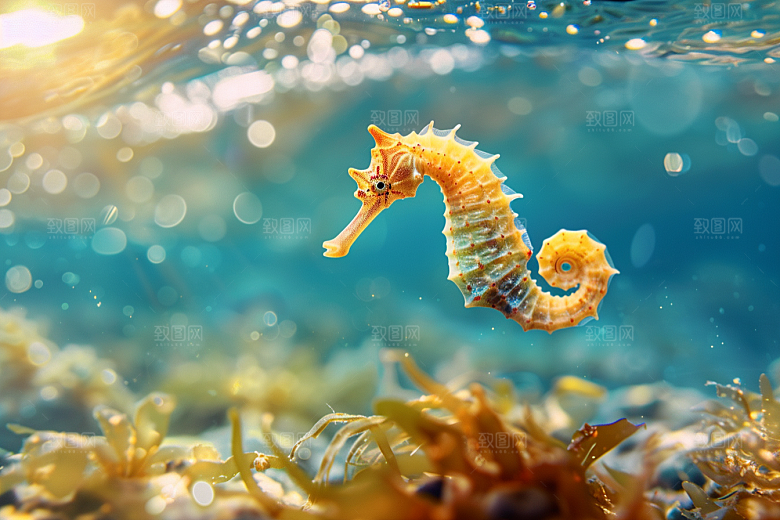 海马自然海底素材