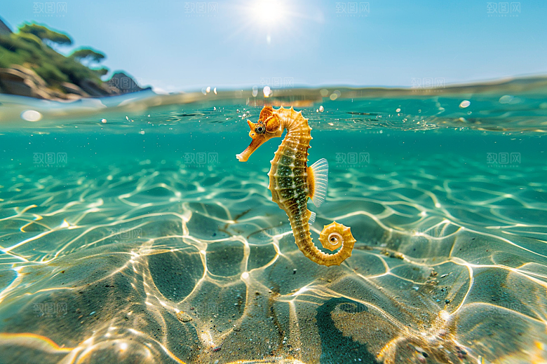 海马海洋生物保护动物素材