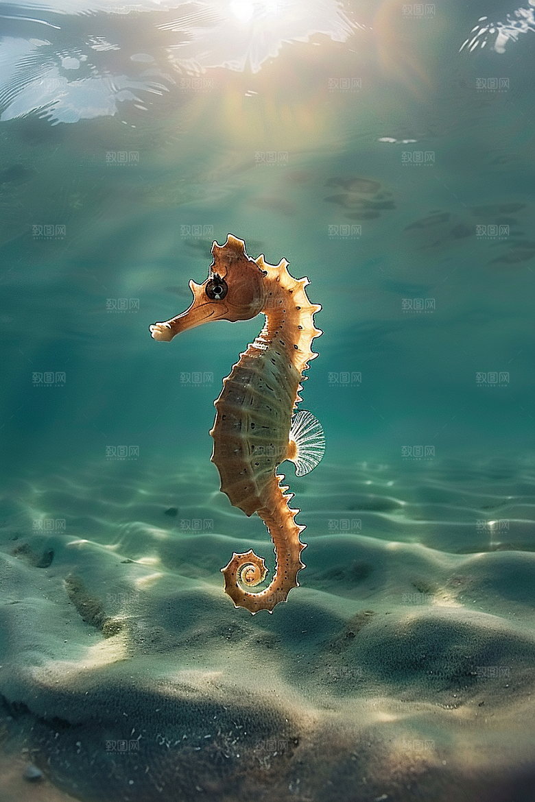 海马环保保护动物素材