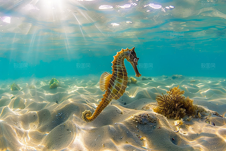 海马环保珊瑚礁素材