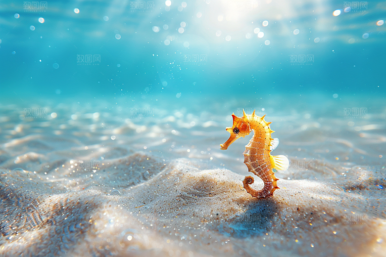 海马海洋生物生态素材