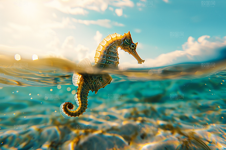 海马保护动物生态素材