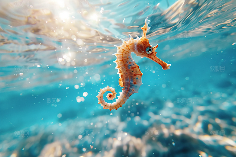 海马海洋生物自然素材