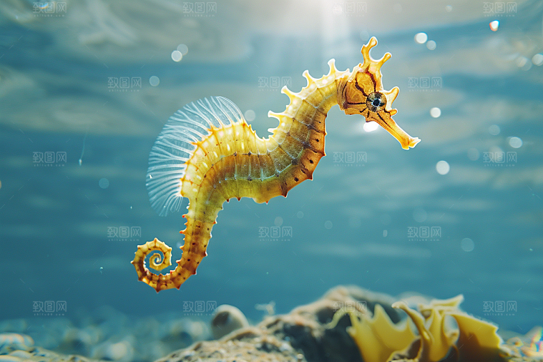 海马保护动物海底素材