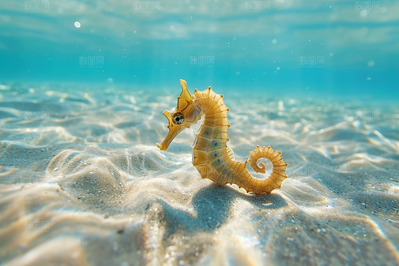 海马环保高清素材
