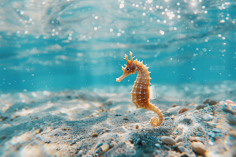 海马自然海底素材