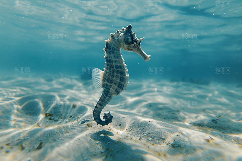 海马珊瑚礁海底素材