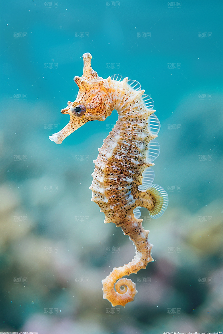海马大海海底素材