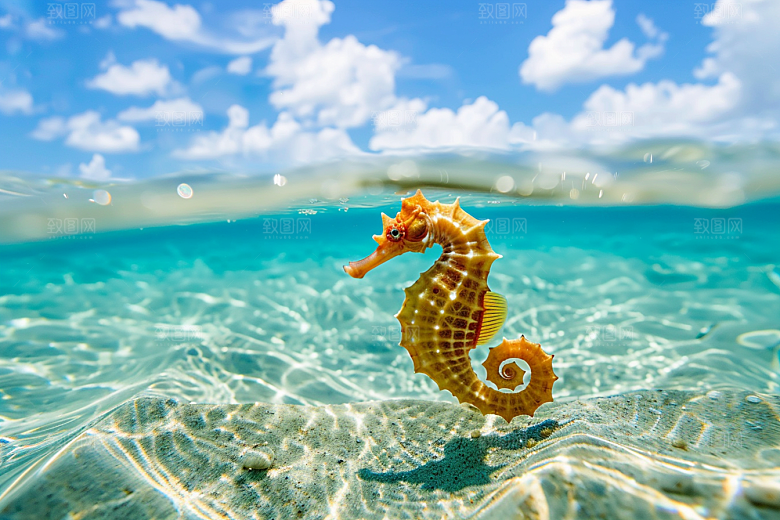 海马大海海洋生物素材